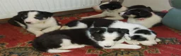 Border Collie dogs for sale: Beautiful Tri Coloured Border Collie Puppies - Advert 2