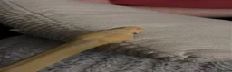 Python Snake reptiles for sale: Albino ball python  - Advert 4