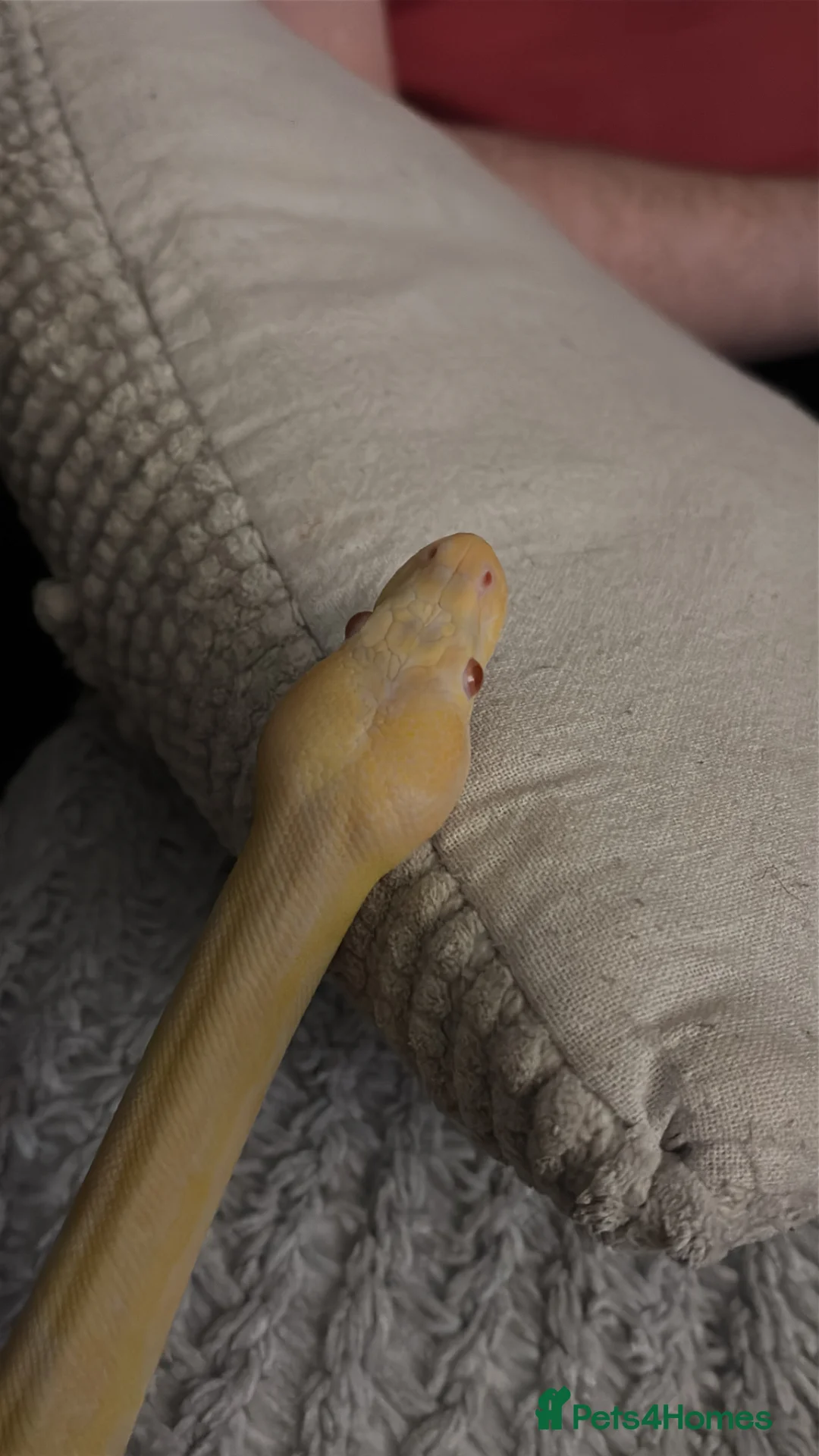 Python Snake reptiles for sale: Albino ball python  - Advert 4