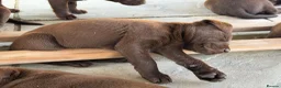 Labrador Retriever dogs for sale: Chocolate Labrador puppies - Advert 8