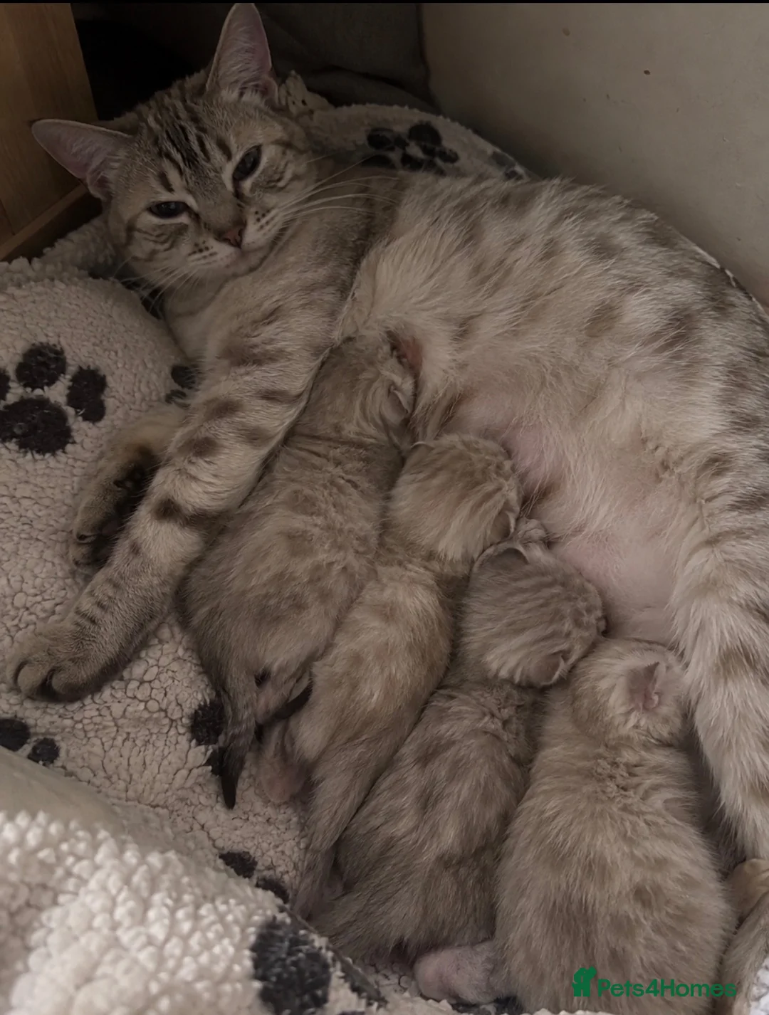 British Shorthair cats for sale: Bengal x British shorthair kitten! - Advert 11