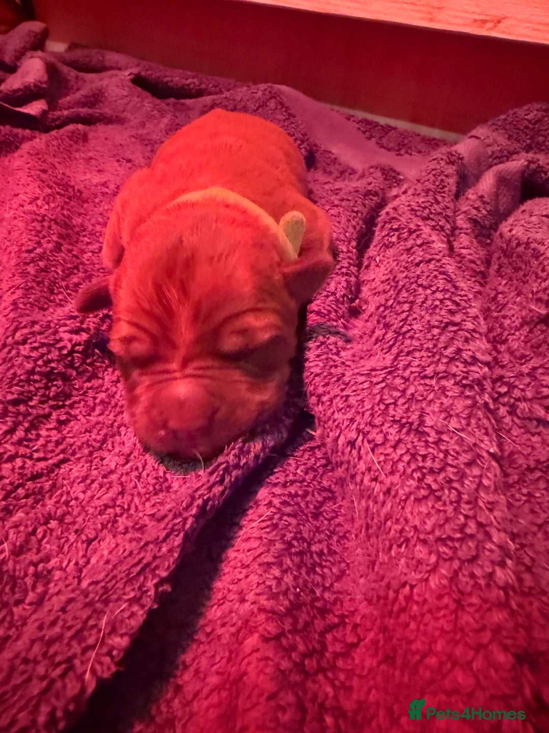 Dogue De Bordeaux dogs for sale: DOGUE DE BORDEAUX PUPPIES AVAILABLE 16/03/26 - Advert 25