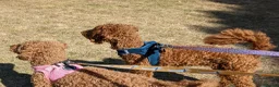 Miniature Poodle dogs for sale: Champion Line. KC Registered Fully health tested - Advert 8