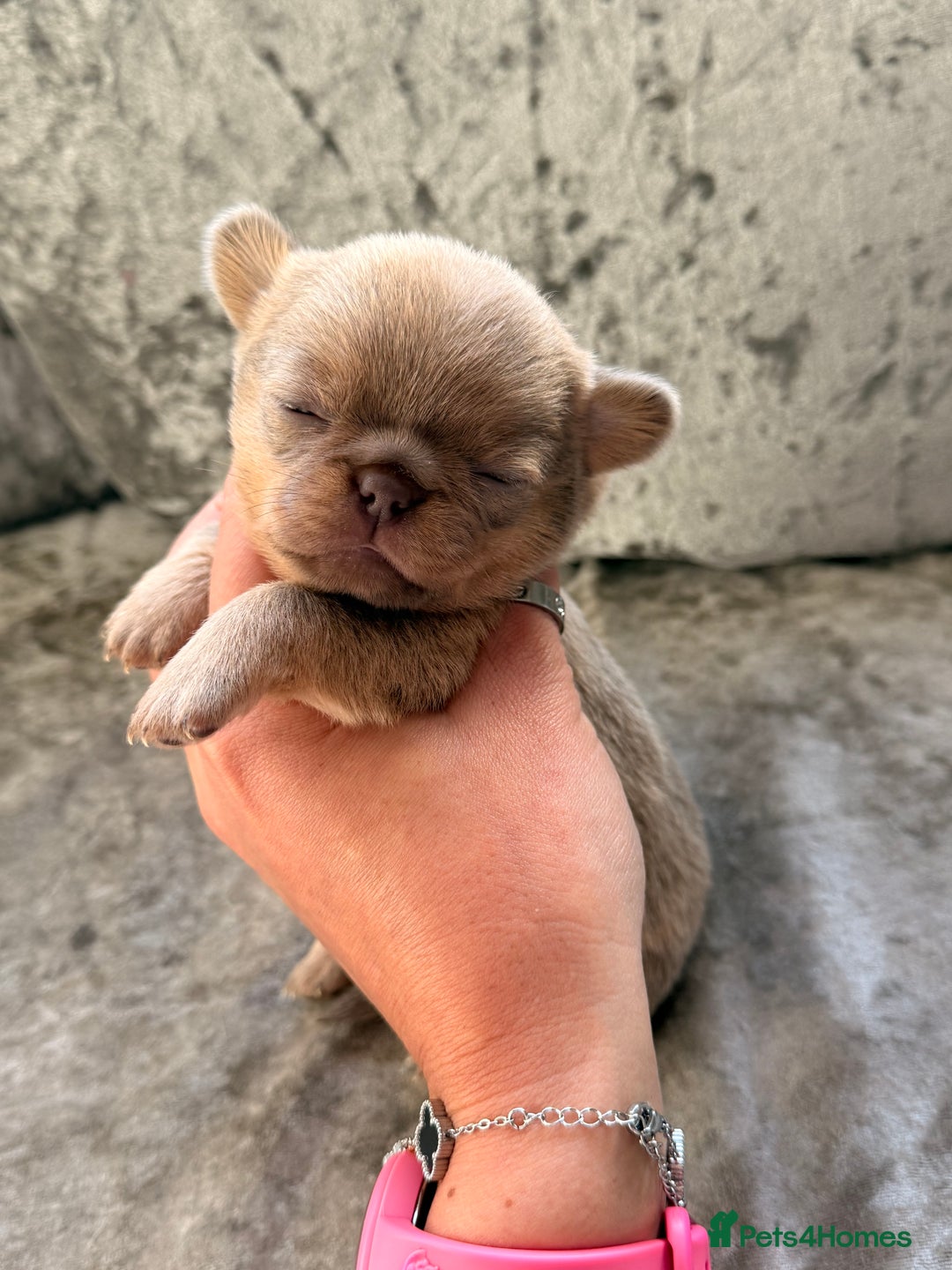 Chihuahua dogs for sale: 💖 Esquire litter of chihuahua puppies 💖 - Advert 23