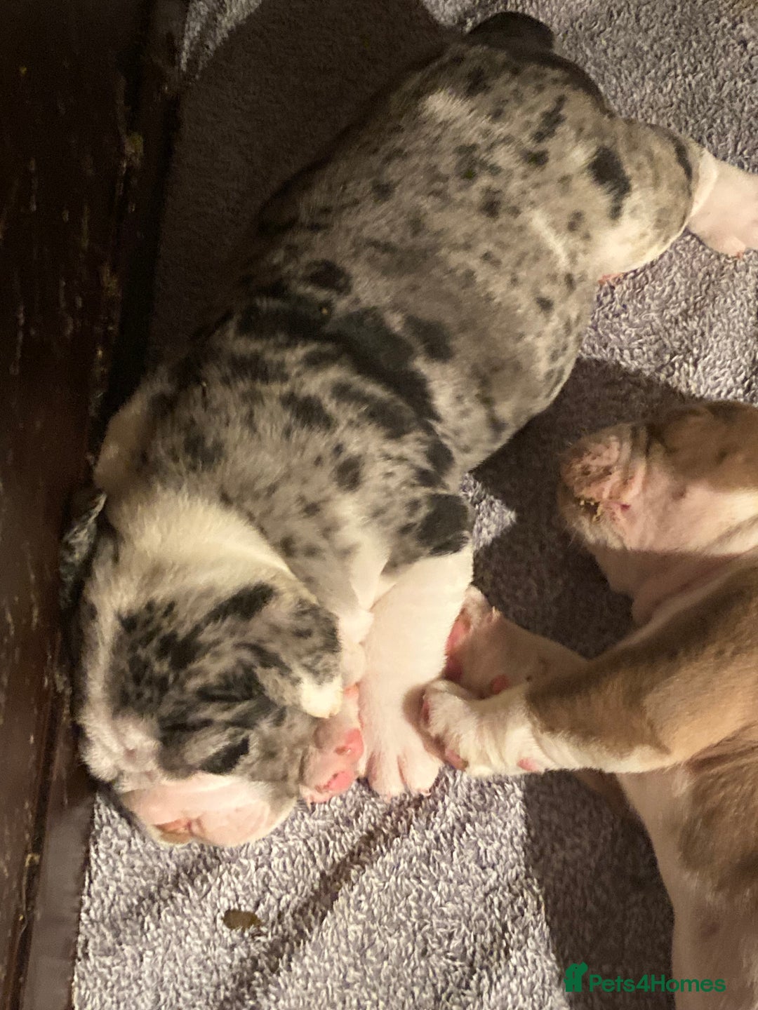 Olde English Bulldogge dogs for sale: Old English bulldog puppies GENERATIONAL - Advert 13