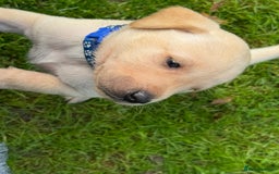 Labrador Retriever dogs for sale: Golden boy - Image 4