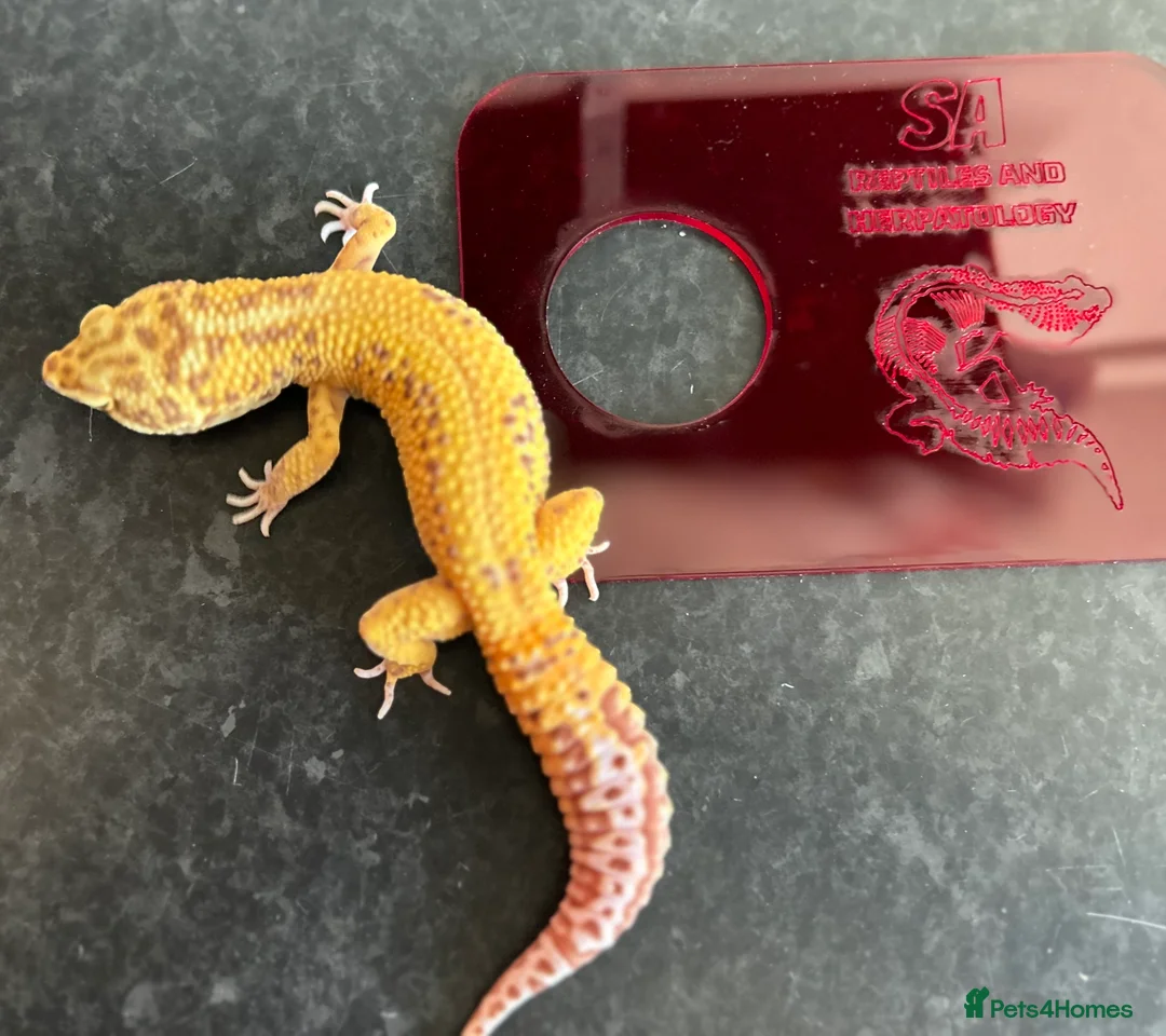 Leopard Gecko reptiles for sale: Leopard Gecko Group in Chelmsford - Advert 3