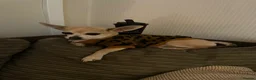 Chihuahua dogs for sale: Deer head Chihuahua  in Manchester - Advert 3