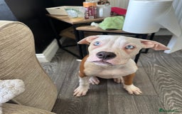 American Bulldog dogs for sale: American bulldogs  - Image 8