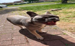 French Bulldog dogs for sale: French bulldog  - Image 5