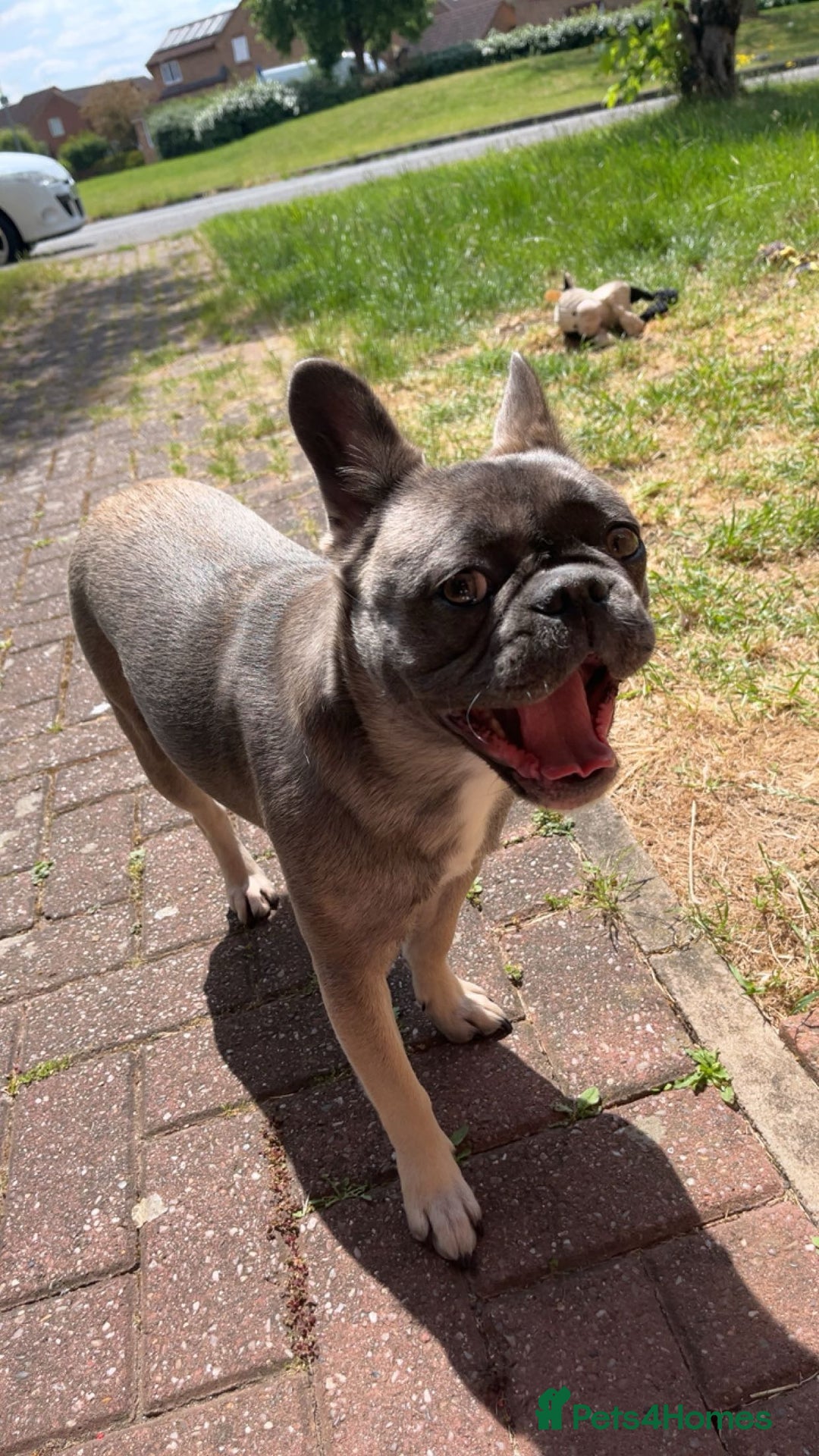 French Bulldog dogs for sale: French bulldog  - Image 5
