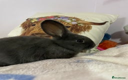 French Lop rabbits for sale: Blue French lopXDutch baby rabbits ready to go now - Image 10