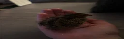 Quail poultry for sale: £ 3 each 4 babby quails  for sale 4 days old  in Aylesbury - Advert 3