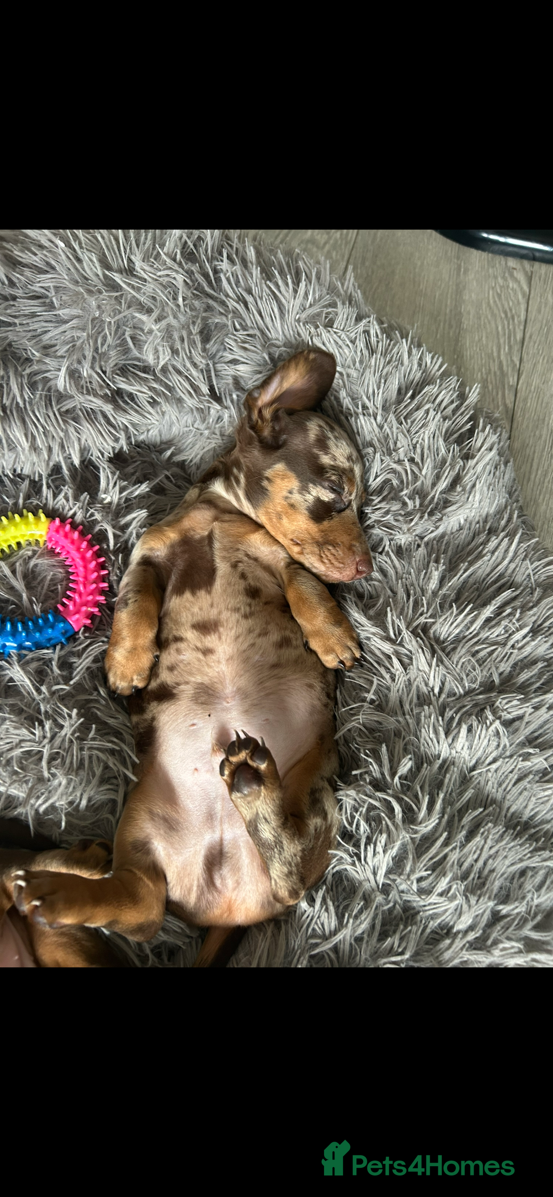 Dachshund dogs for sale: Dachshund puppies  - Image 21