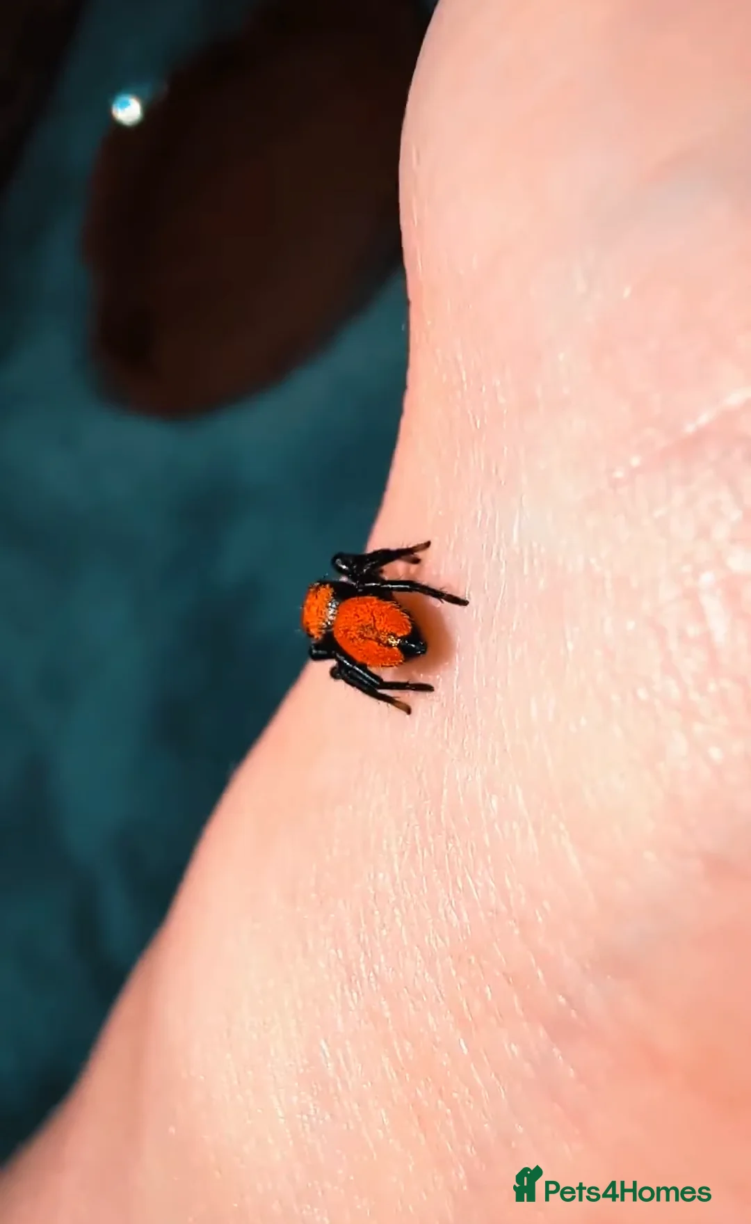 Spiders invertebrates for sale: Phidippus Apacheanus jumping spider - Advert 2