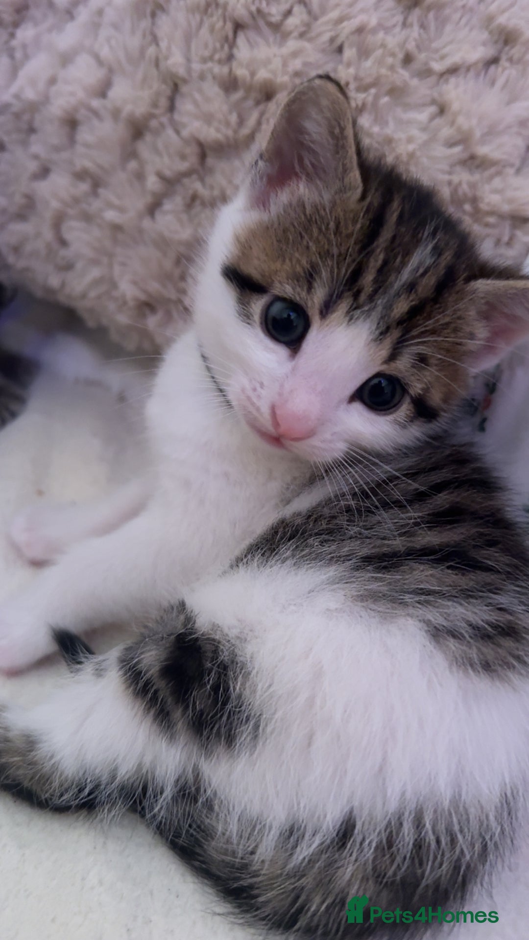 Mixed Breed cats for sale: 3 Tabby Kittens For Sale!! - Advert 3