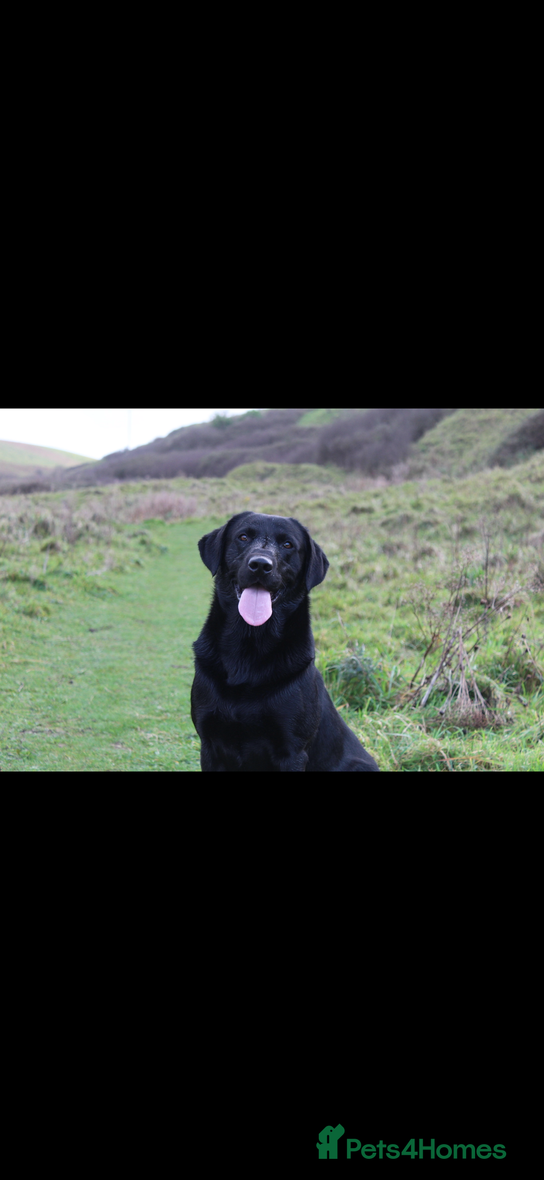 Labrador Retriever dogs for stud: PROVEN Black working lab STUD - Image 4