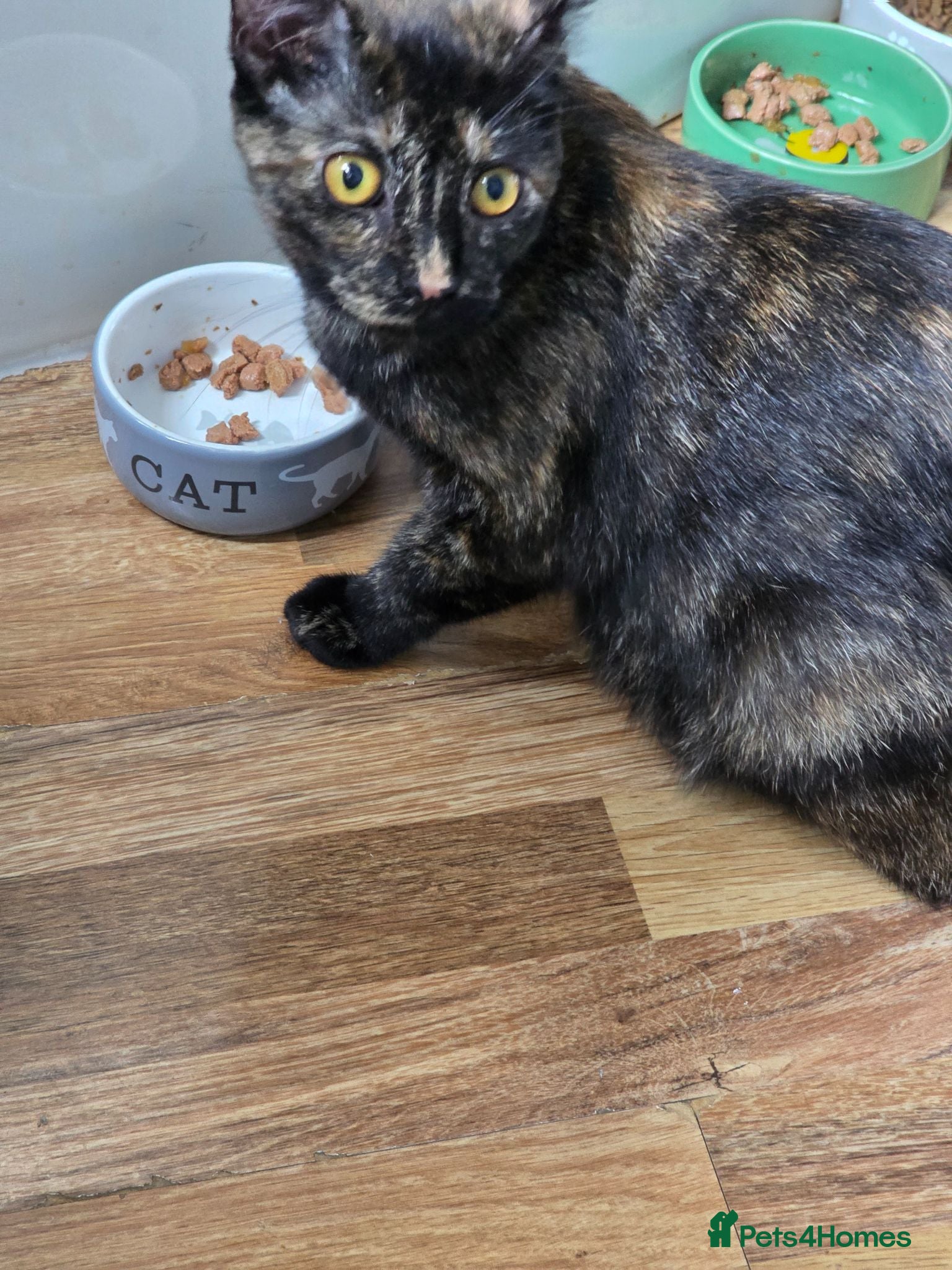 Mixed Breed cats 3 beautiful kittens ready now - Advert 2