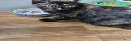 Mixed Breed cats for sale: 3 beautiful kittens ready now - Advert 2