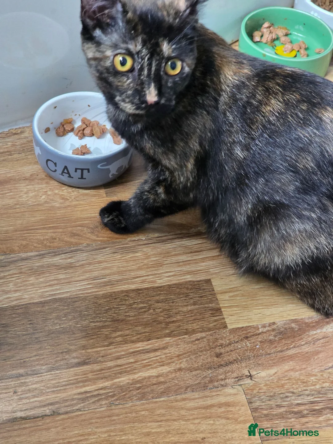 Mixed Breed cats for sale: 3 beautiful kittens ready now - Advert 2