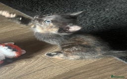 Mixed Breed cats for sale: 6 playful kittens - Image 5