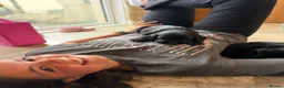 Cockerdor dogs for sale: 🐾 Gorgeous Cockerdor Puppies 🐾 - Advert 16