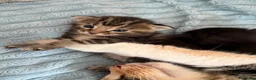 Maine Coon cats for sale: Beautiful Maine coon kittens  in Harlow - Advert 6
