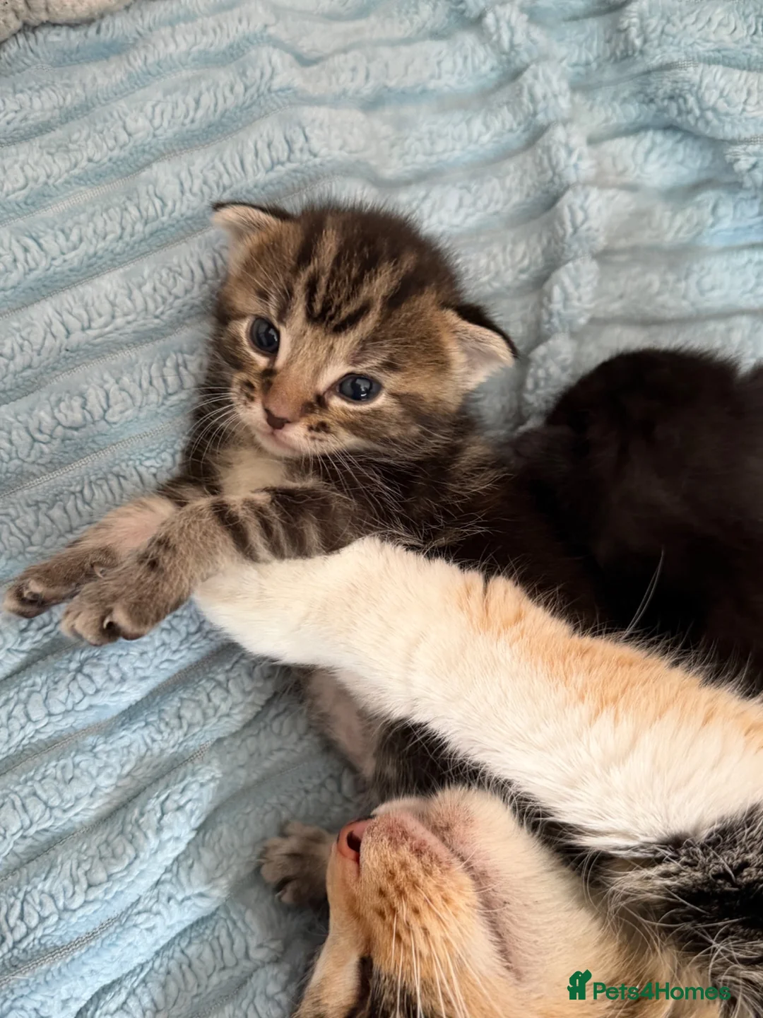 Maine Coon cats for sale: Beautiful Maine coon kittens  in Harlow - Advert 6