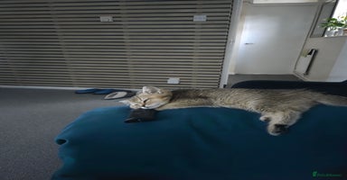 British Shorthair cats - Advert 5