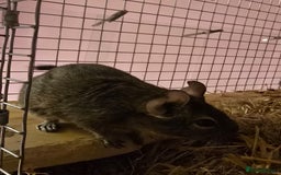 Degus rodents for sale: Degu sisters - Image 5