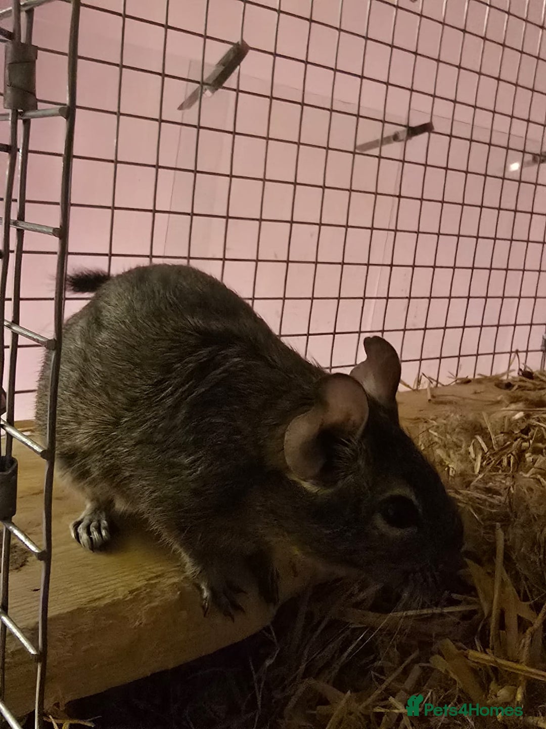 Degus rodents for sale: Degu sisters - Image 5