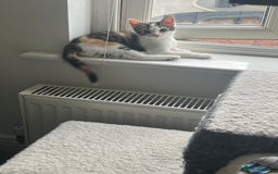 Mixed Breed cats for sale: Female little girl looking for a new home.  - Image 4