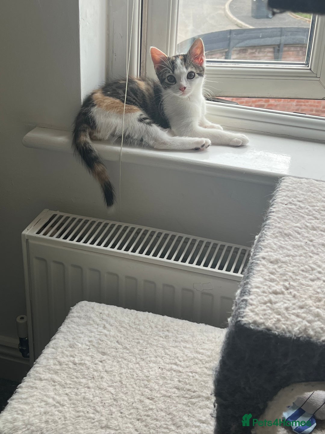Mixed Breed cats for sale: Female little girl looking for a new home.  - Image 4