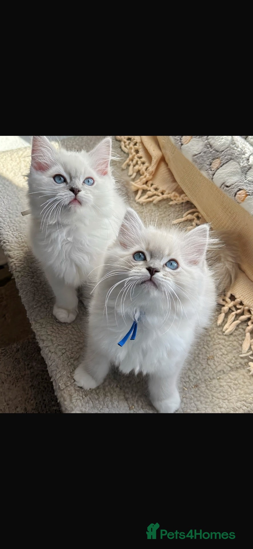Ragdoll cats for sale: 💙 ACTIVE REGISTERED RAGDOL, DNA TESTED PARENTS 💙 - Advert 11