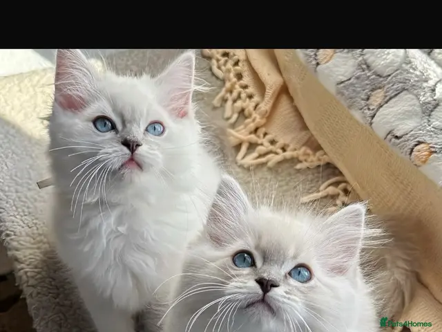 Ragdoll cats for sale: 💙 ACTIVE REGISTERED RAGDOL, DNA TESTED PARENTS 💙 - Advert 11