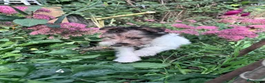 Fox Terrier 2