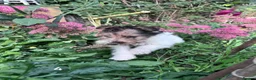 Fox Terrier dogs for sale: 5 X Beautiful Wire Fox Terrier Puppies - Advert 6