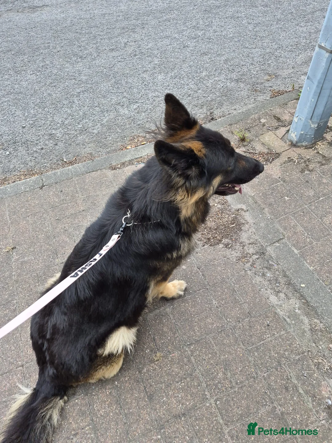 German Shepherd dogs for sale: German shepherd puppies - Advert 1