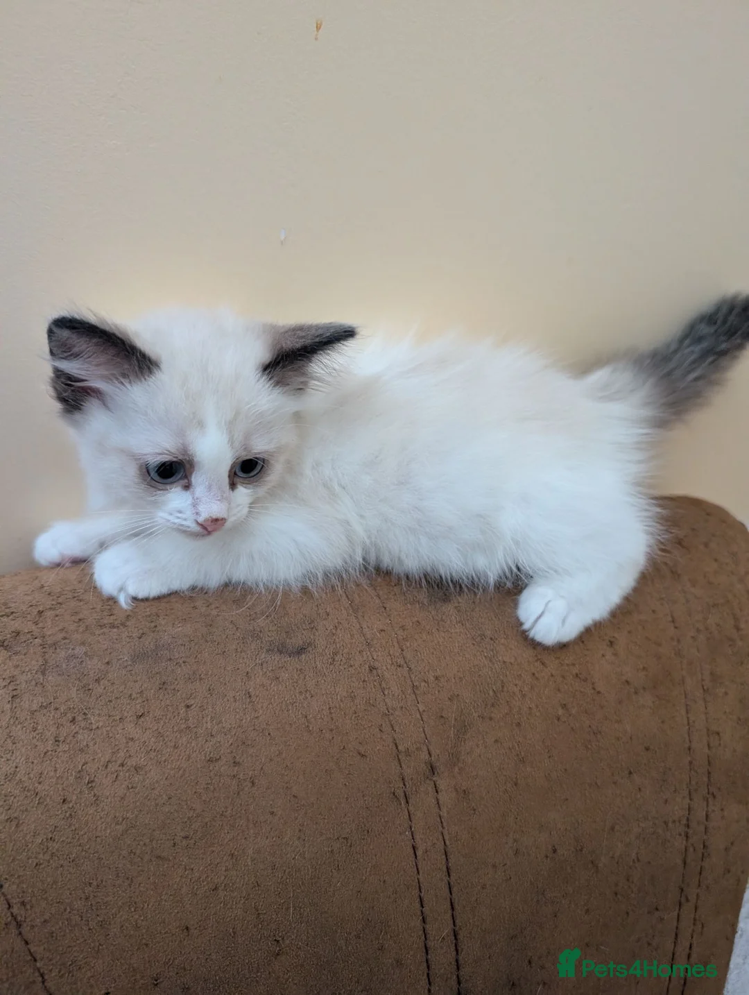 Ragdoll cats for sale: Kitty Ragdoll - Advert 15