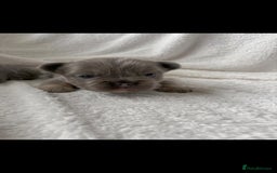 French Bulldog dogs for sale:  🐾Fluffy French Bulldog Isabella&Tan Boys🐾 - Image 4
