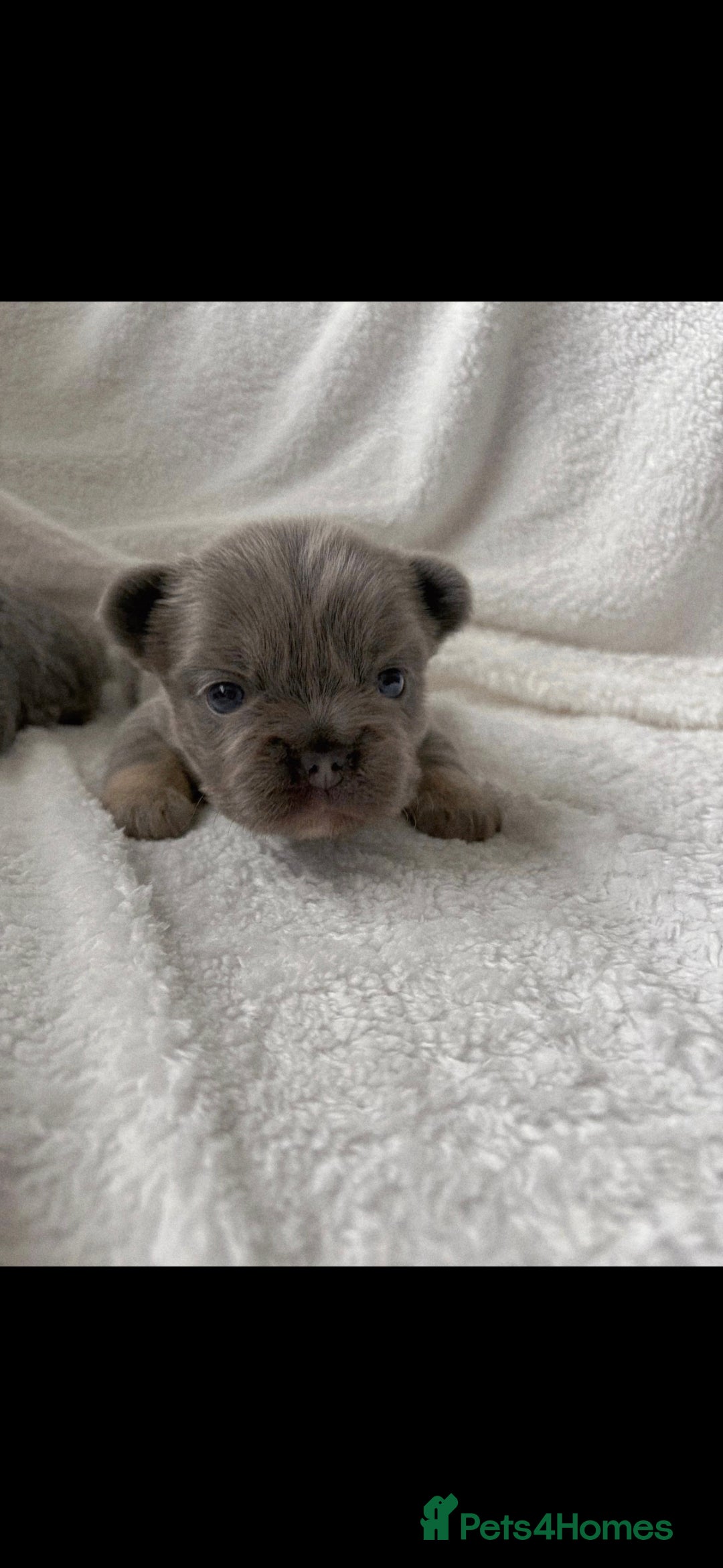 French Bulldog dogs for sale:  🐾Fluffy French Bulldog Isabella&Tan Boys🐾 - Image 4