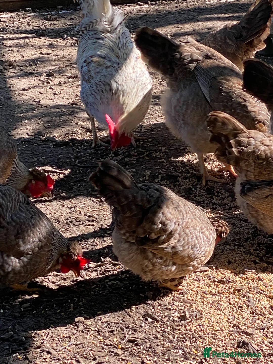 Chickens poultry for sale: 6 fertile cream legbar eggs  in Nuneaton - Advert 2