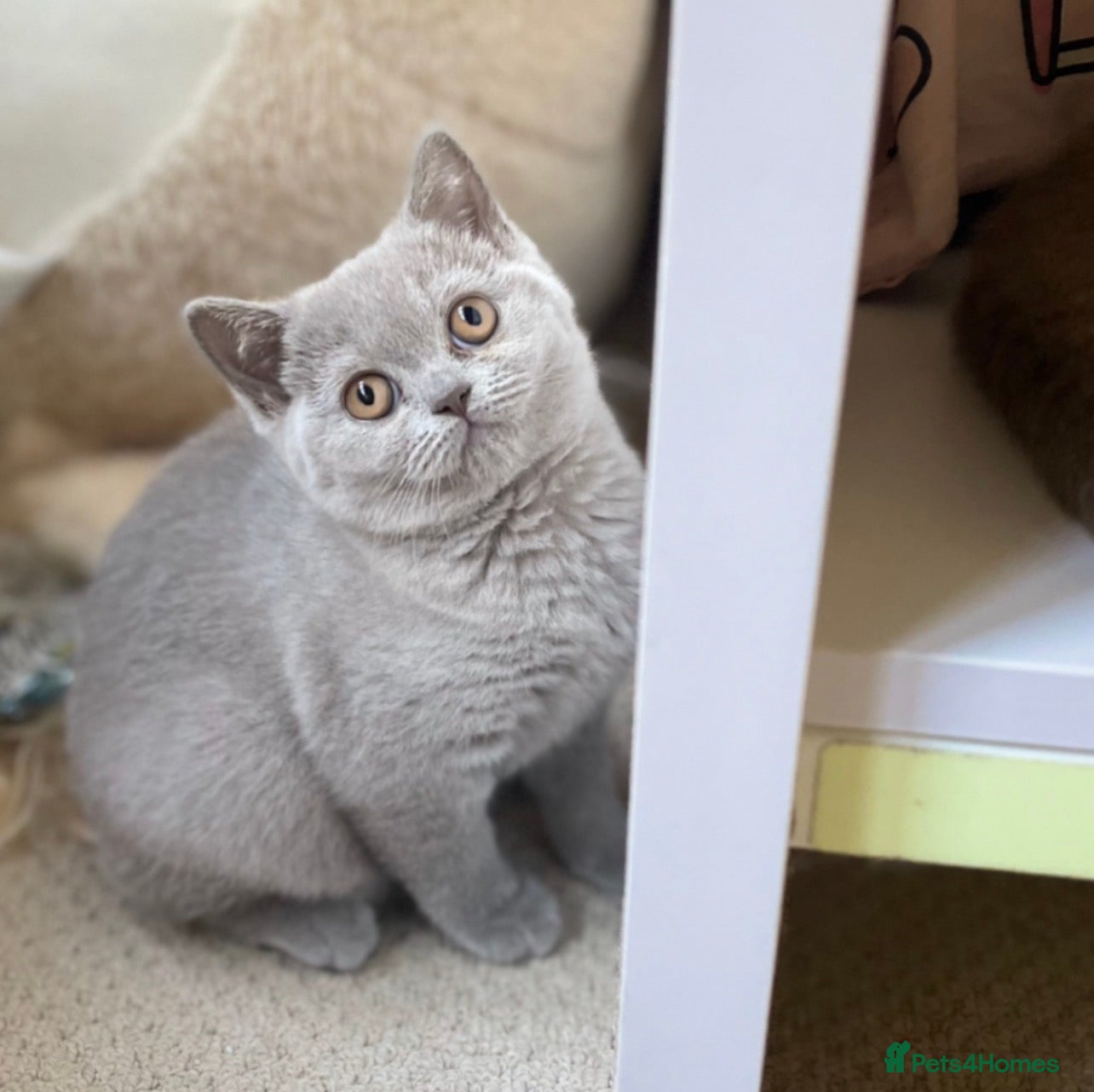 British Shorthair cats 🐾 Pedigree Lilac BSH Boy & Girl – Ready!✨ - Advert 19