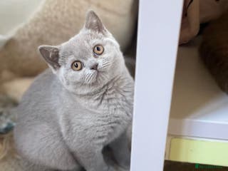 British Shorthair cats 🐾 Pedigree Lilac BSH Boy & Girl – Ready!✨ - Advert 1