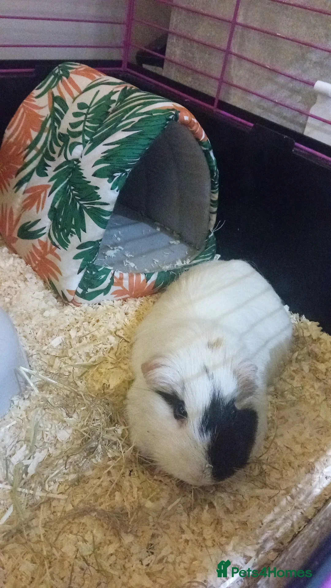 Guinea Pig rodents for sale: 2 Male Guinea Pigs in Durham - Advert 6