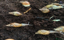 Snails invertebrates for sale: Beautiful Variety of African Land Snails  - Image 11