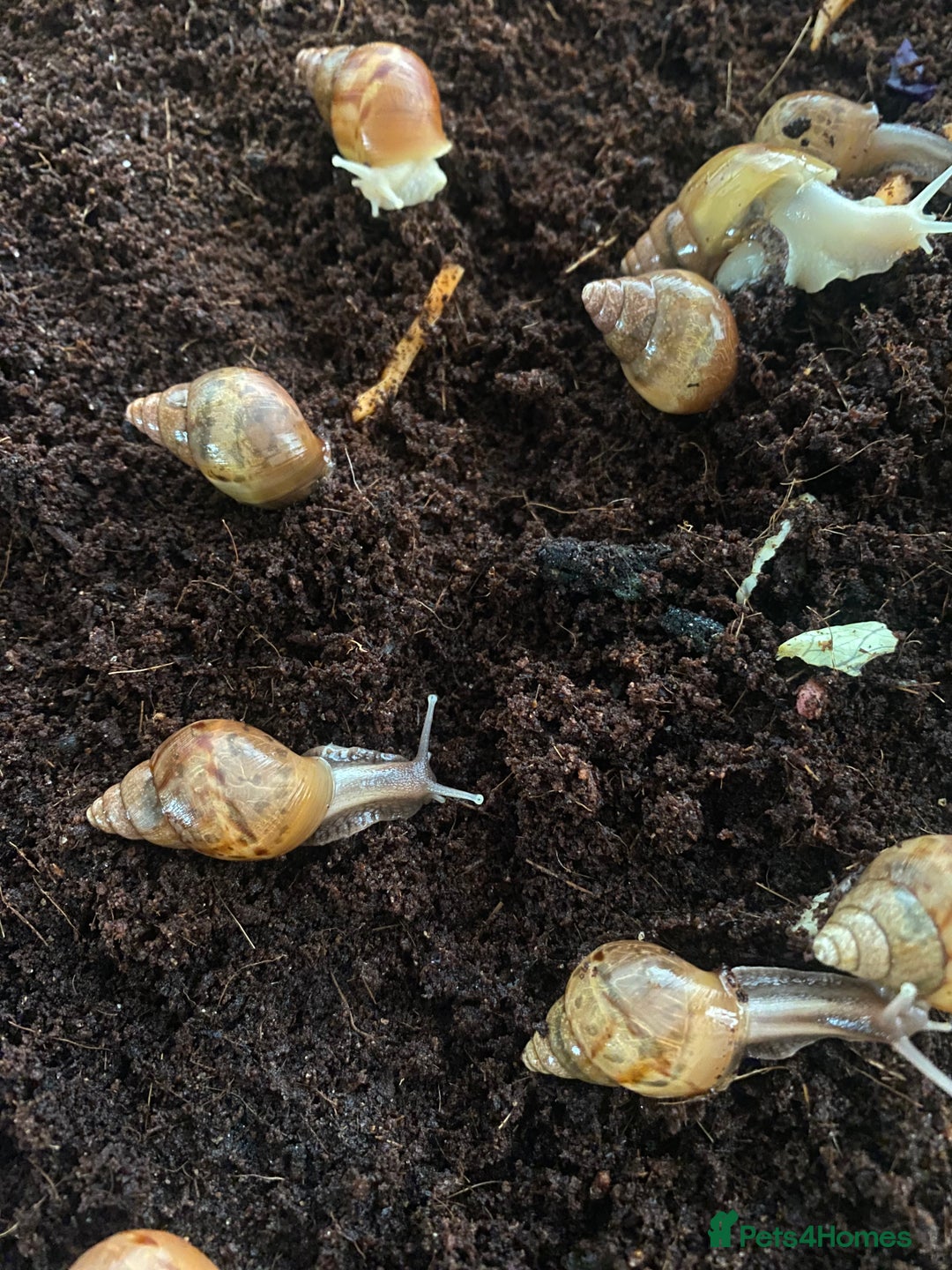 Snails invertebrates for sale: Beautiful Variety of African Land Snails  - Image 11
