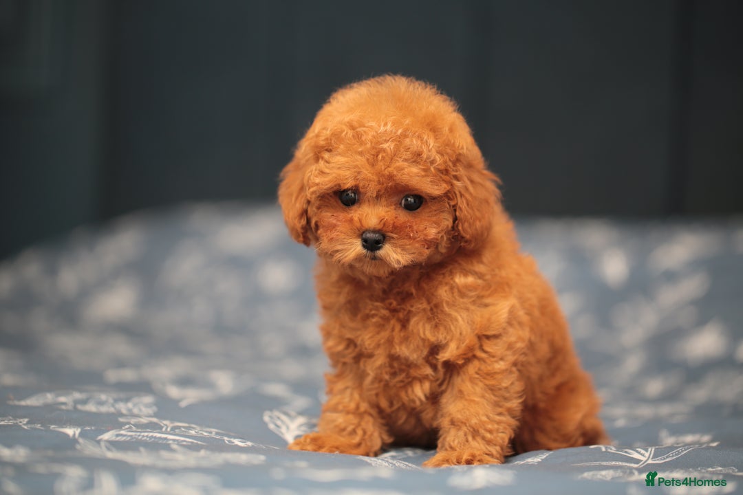 Toy Poodle dogs for sale: ASIAN TOY POODLE PUPPIES - Image 12