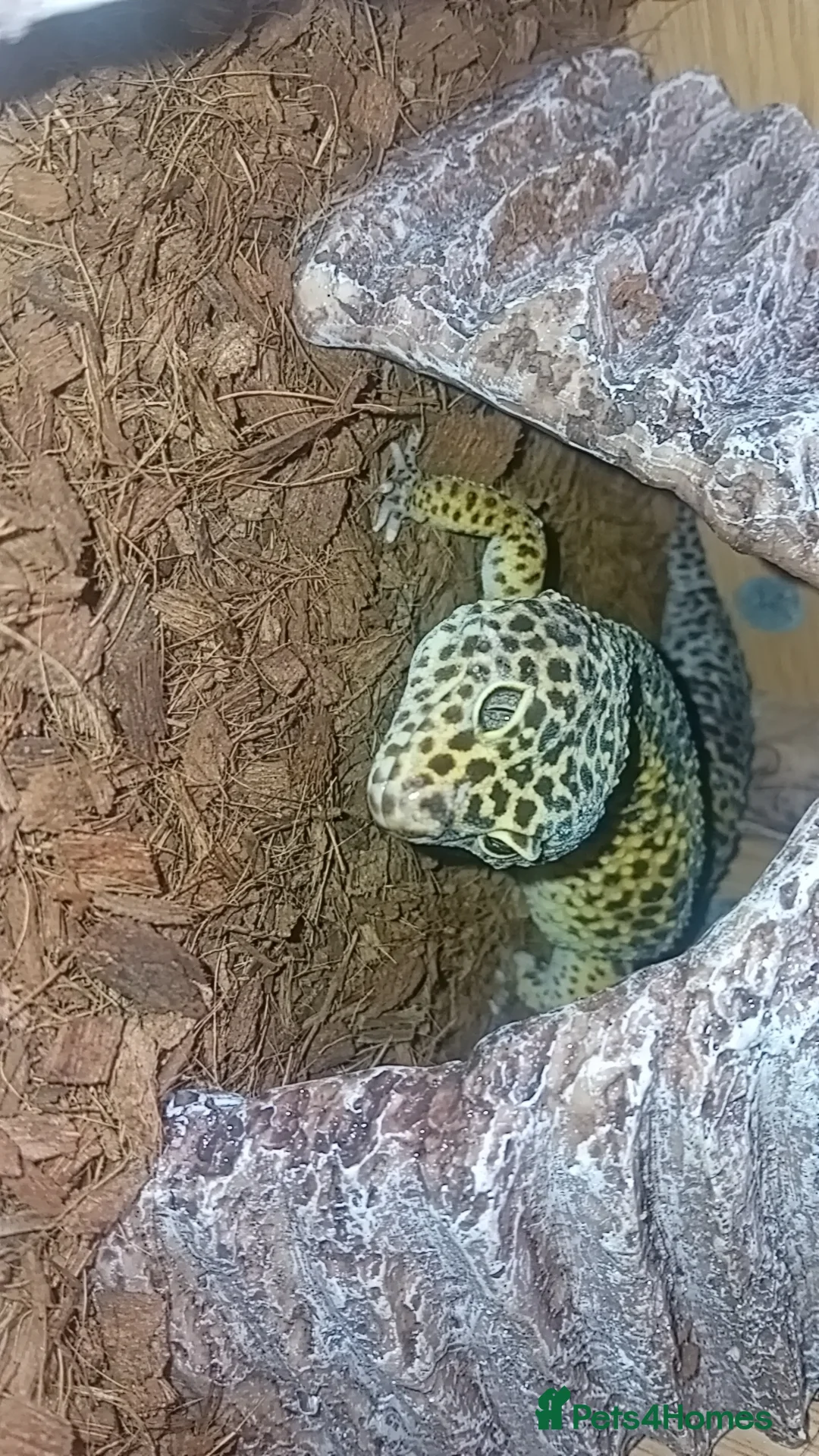 Leopard Gecko reptiles for sale: Leapard geckos mature pair for sale - Advert 2