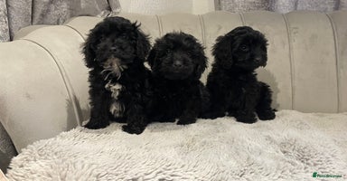 Cockapoo dogs black puppys only black available ready now - Advert 2